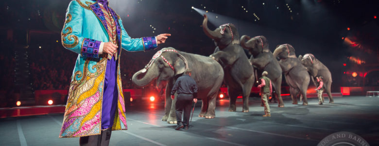 ringling pulls elephants